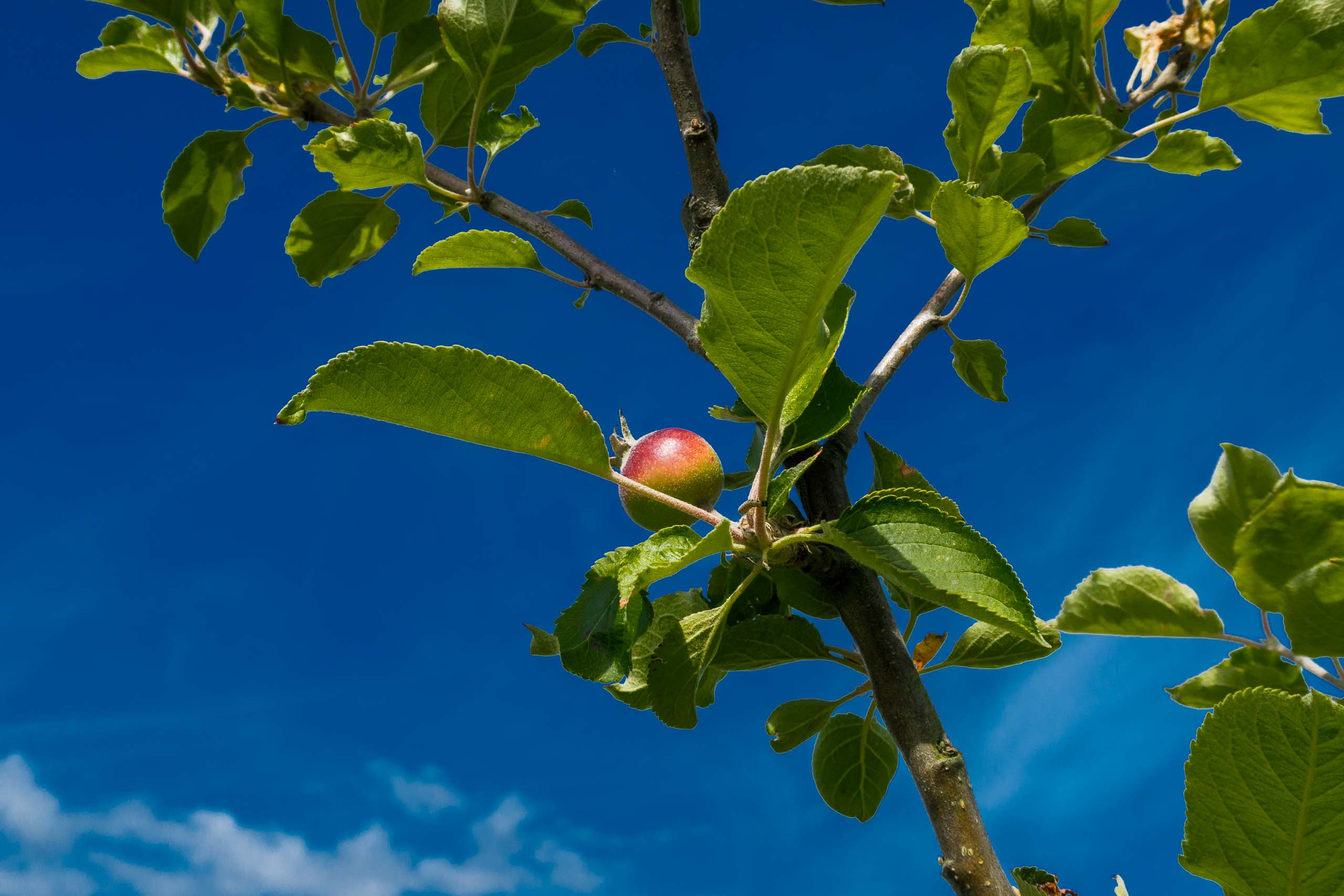 Apfelbaum